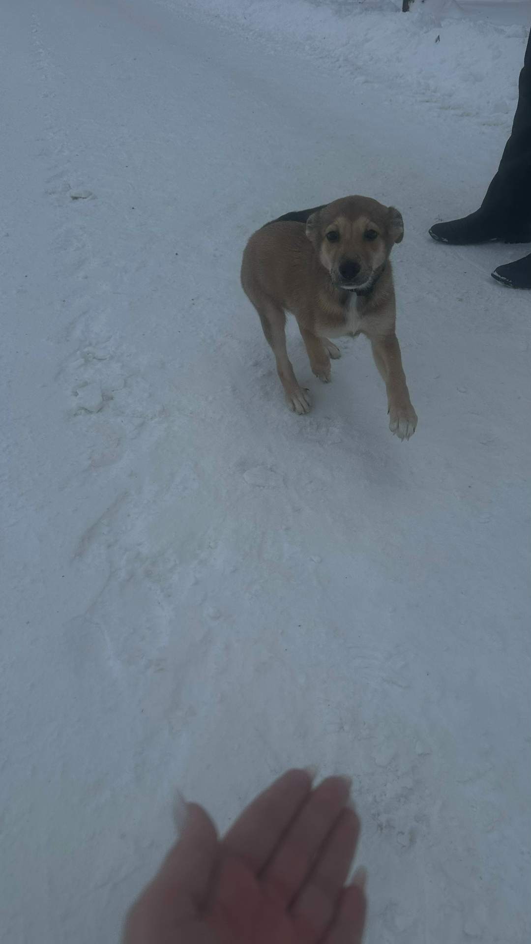 Пропала собака в Вологде — фото объявления