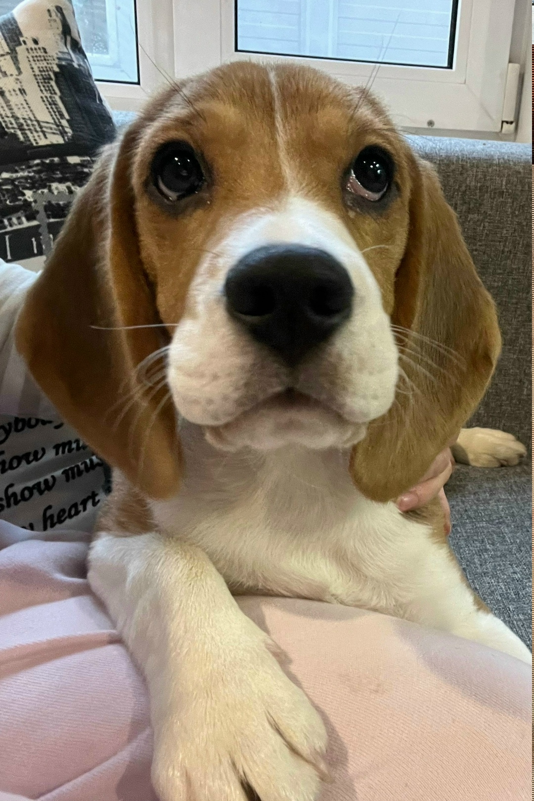 Пропала собака в Вологде — фото объявления