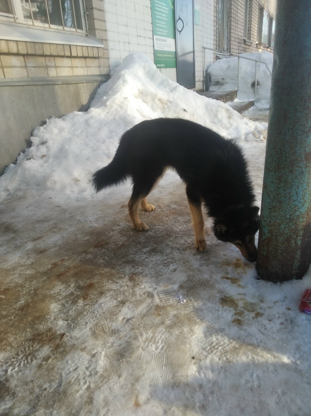Пропала собака в Вологде — фото объявления