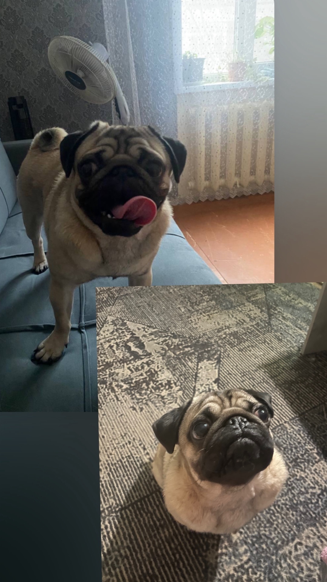 Найдена собака в Вологде — фото объявления