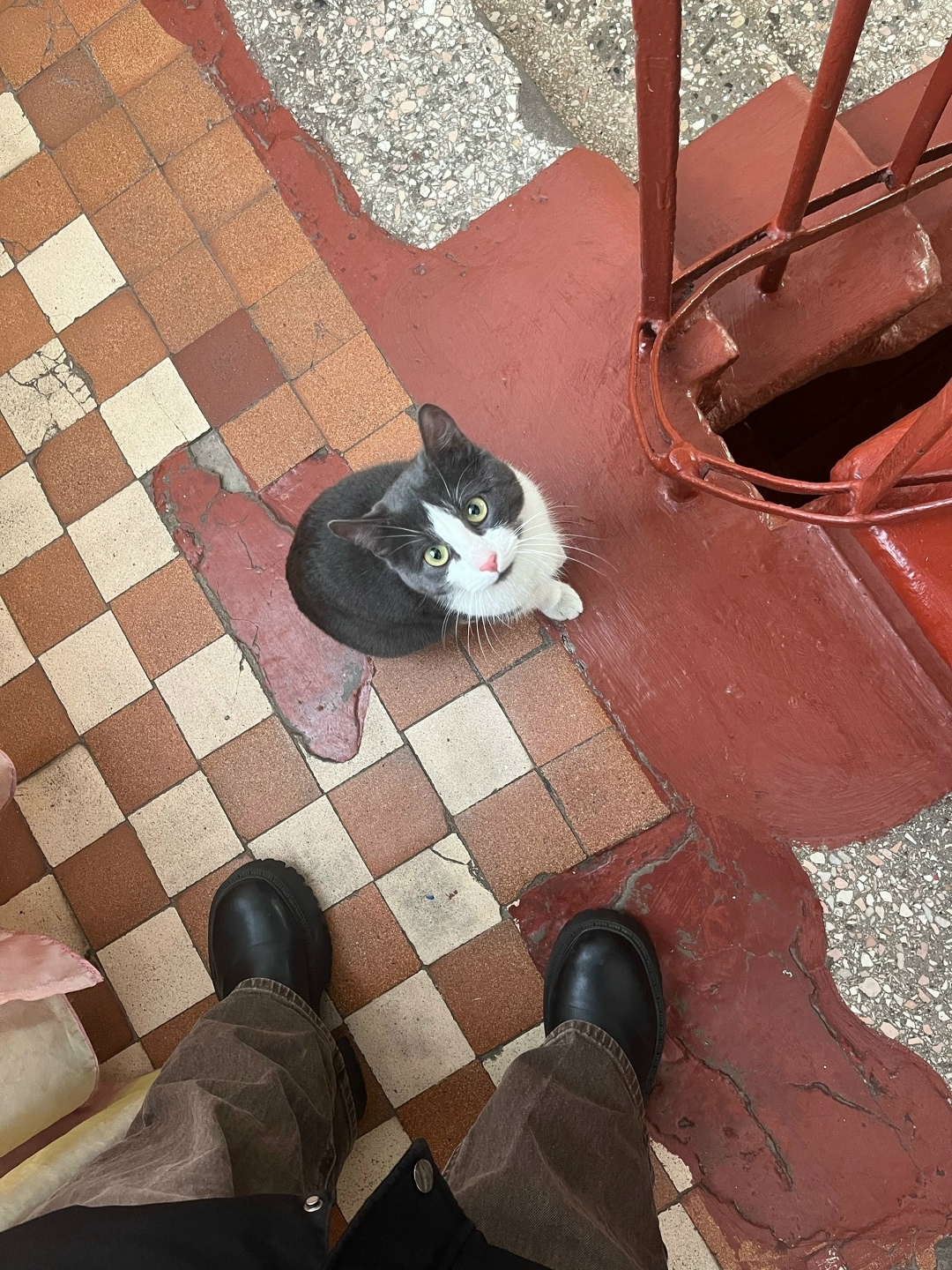 Найдена кошка в Вологде — фото объявления