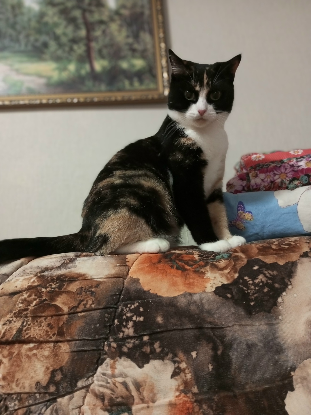 Пропала кошка в Вологде — фото объявления