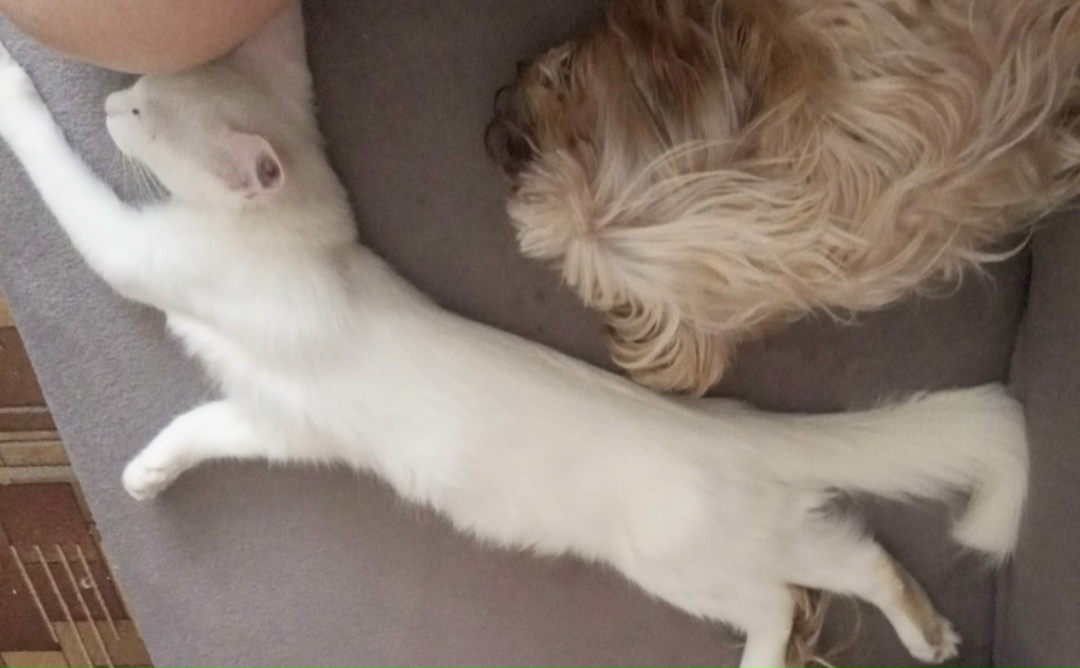 Пропала кошка в Вологде — фото объявления