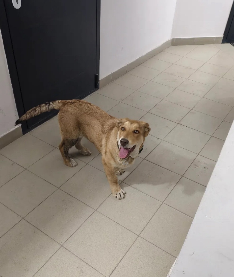 Найдена собака в Вологде — фото объявления