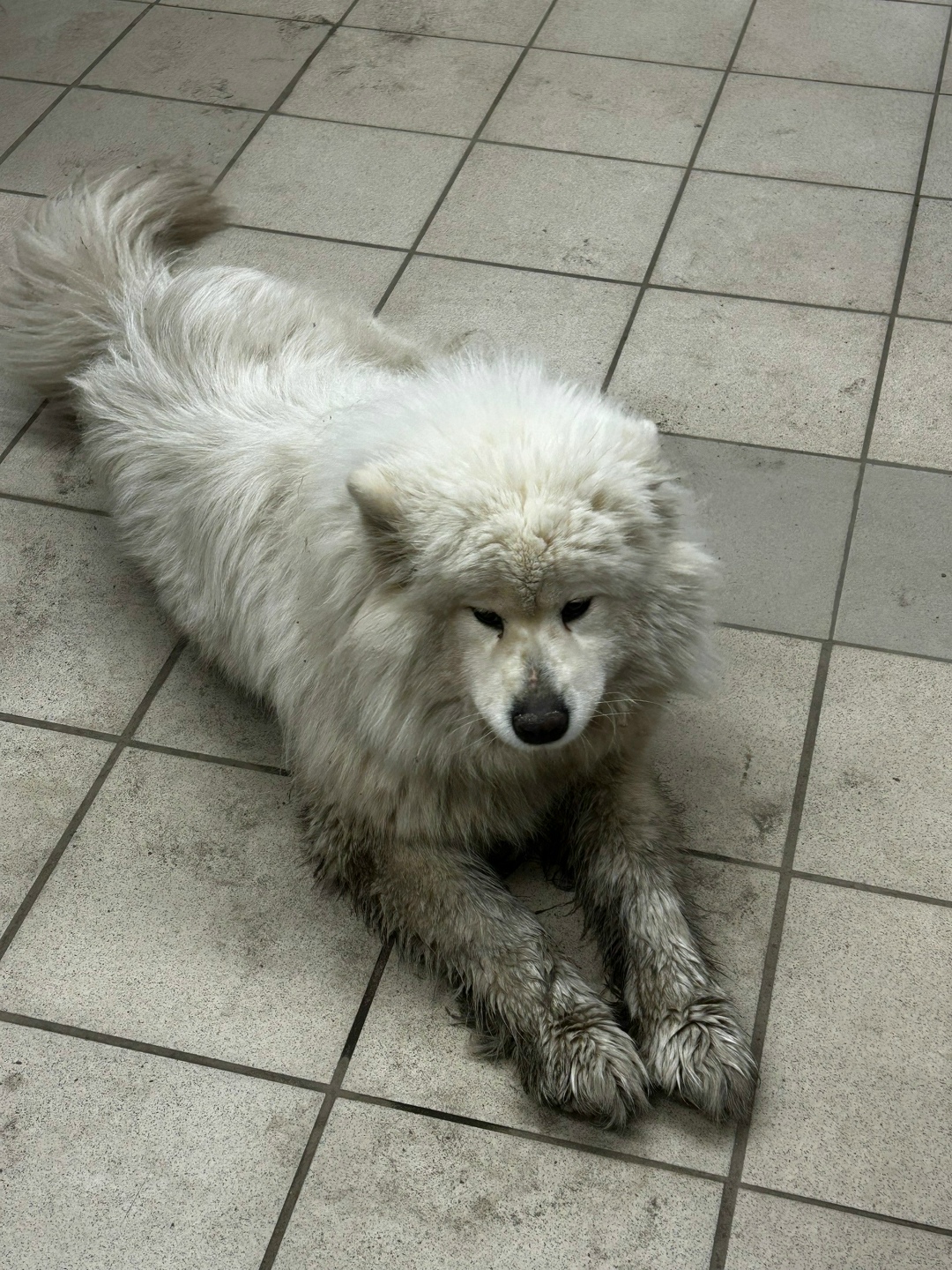 Пропала собака в Вологде — фото объявления
