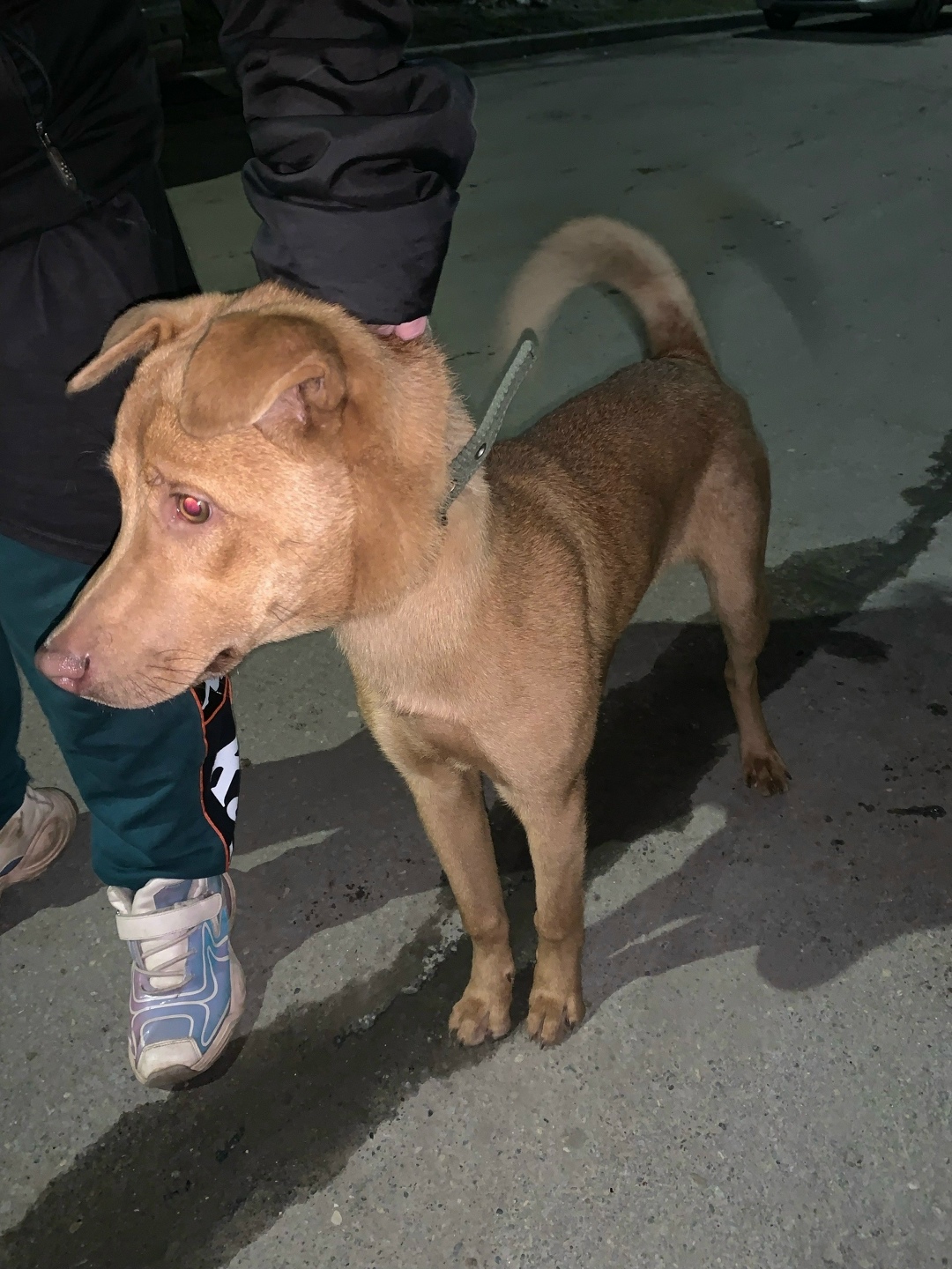 Найдена собака в Вологде — фото объявления