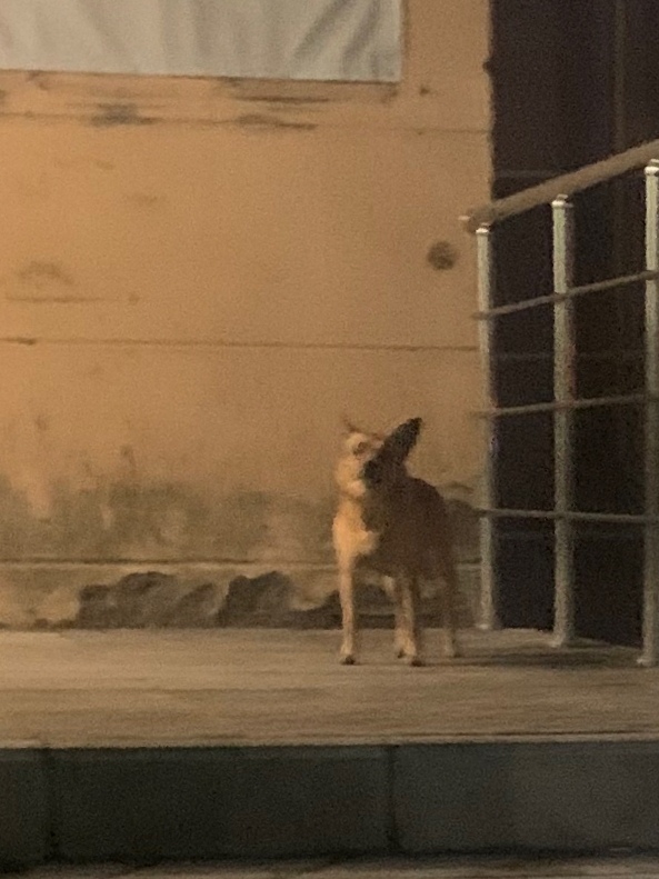 Пропала собака в Вологде — фото объявления