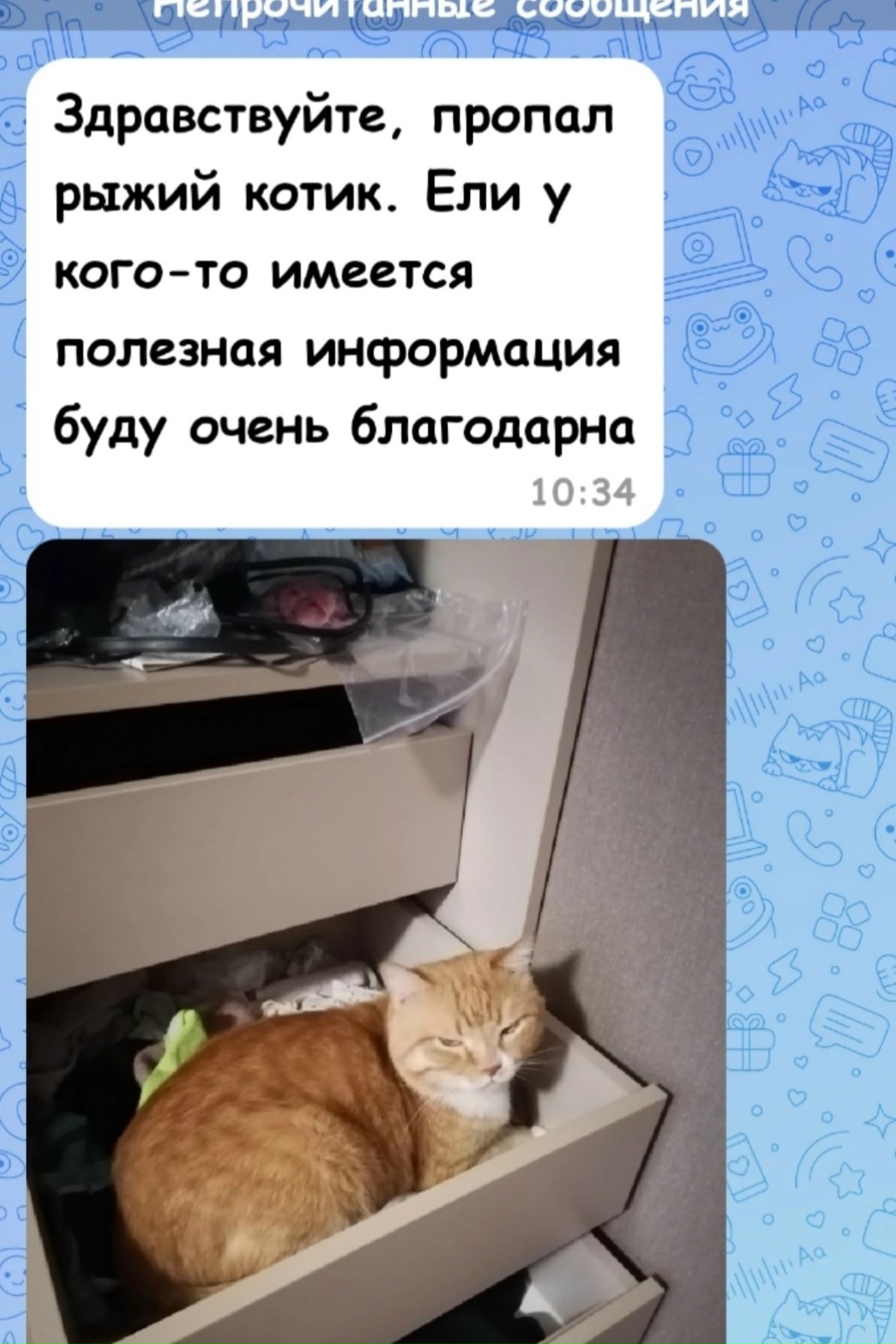 Пропала кошка в Вологде — фото объявления