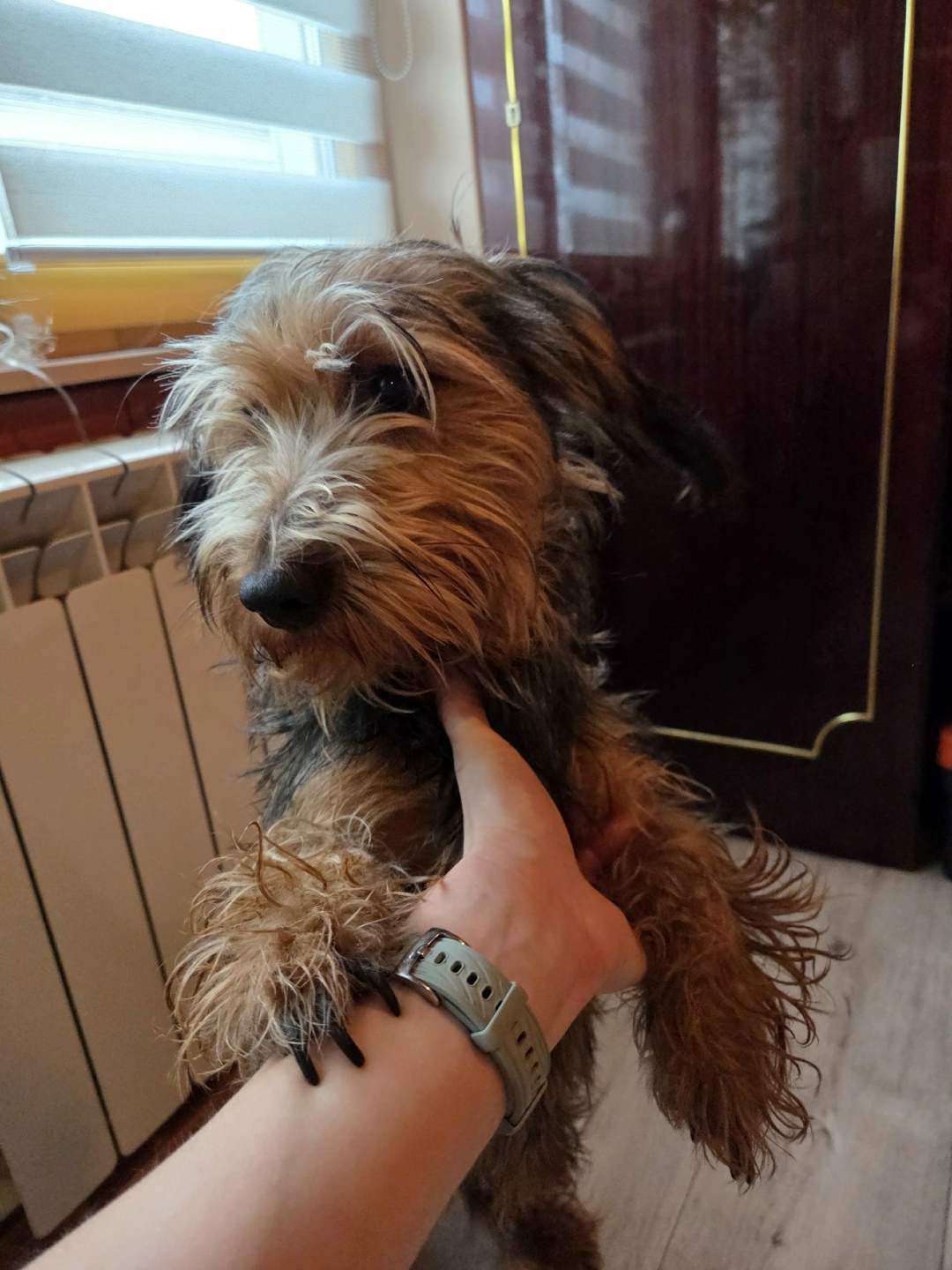 Найдена собака в Вологде — фото объявления