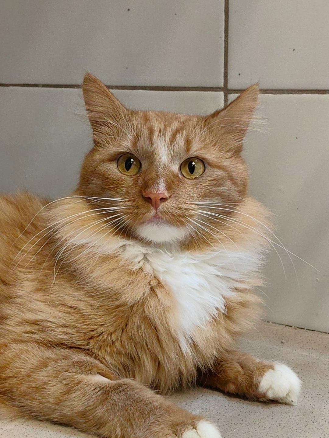 Найдена кошка в Вологде — фото объявления