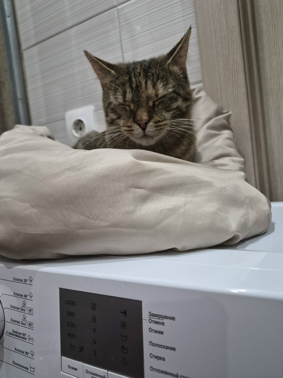 Пропала кошка в Вологде — фото объявления