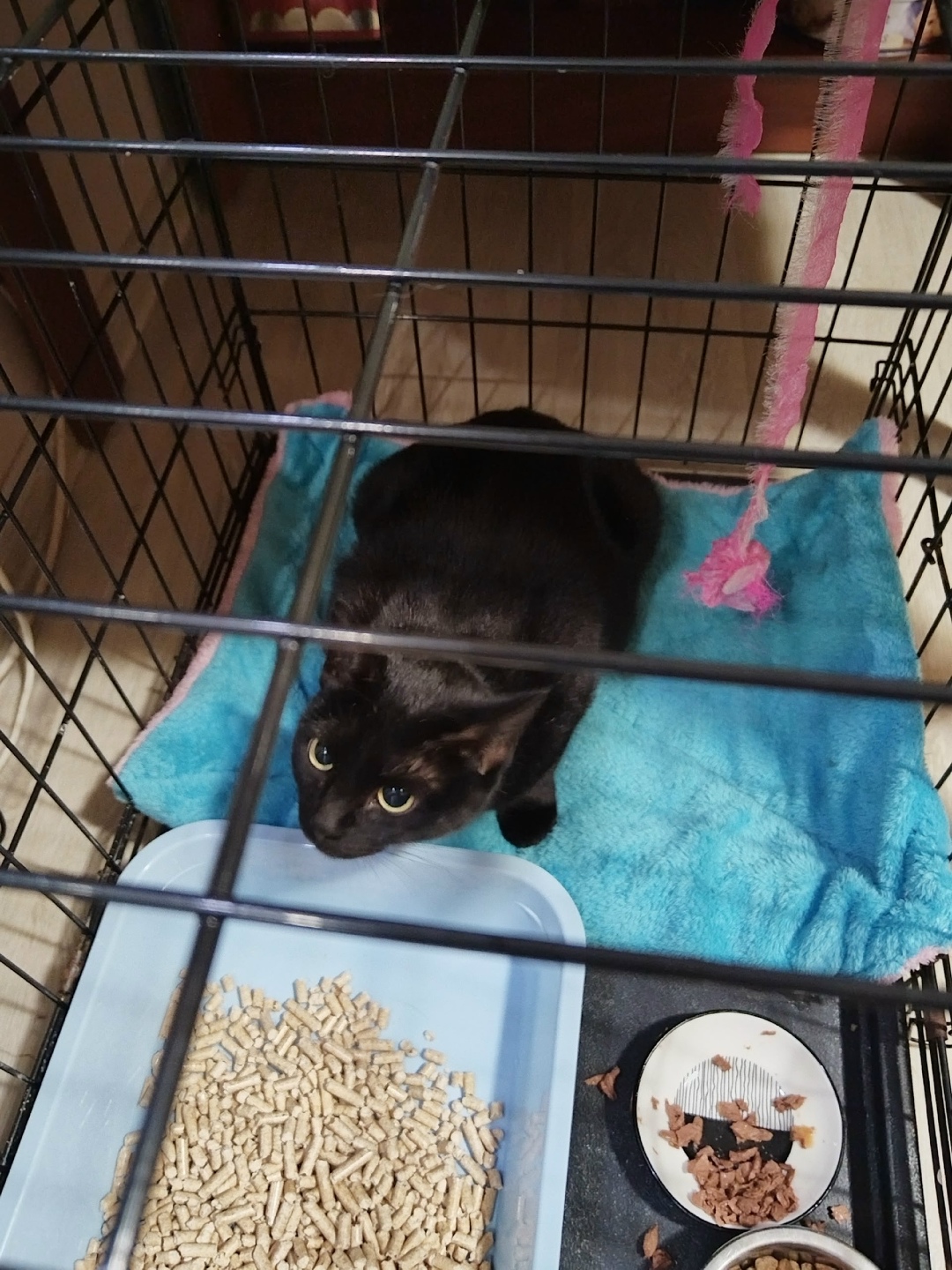 Найдена кошка в Вологде — фото объявления