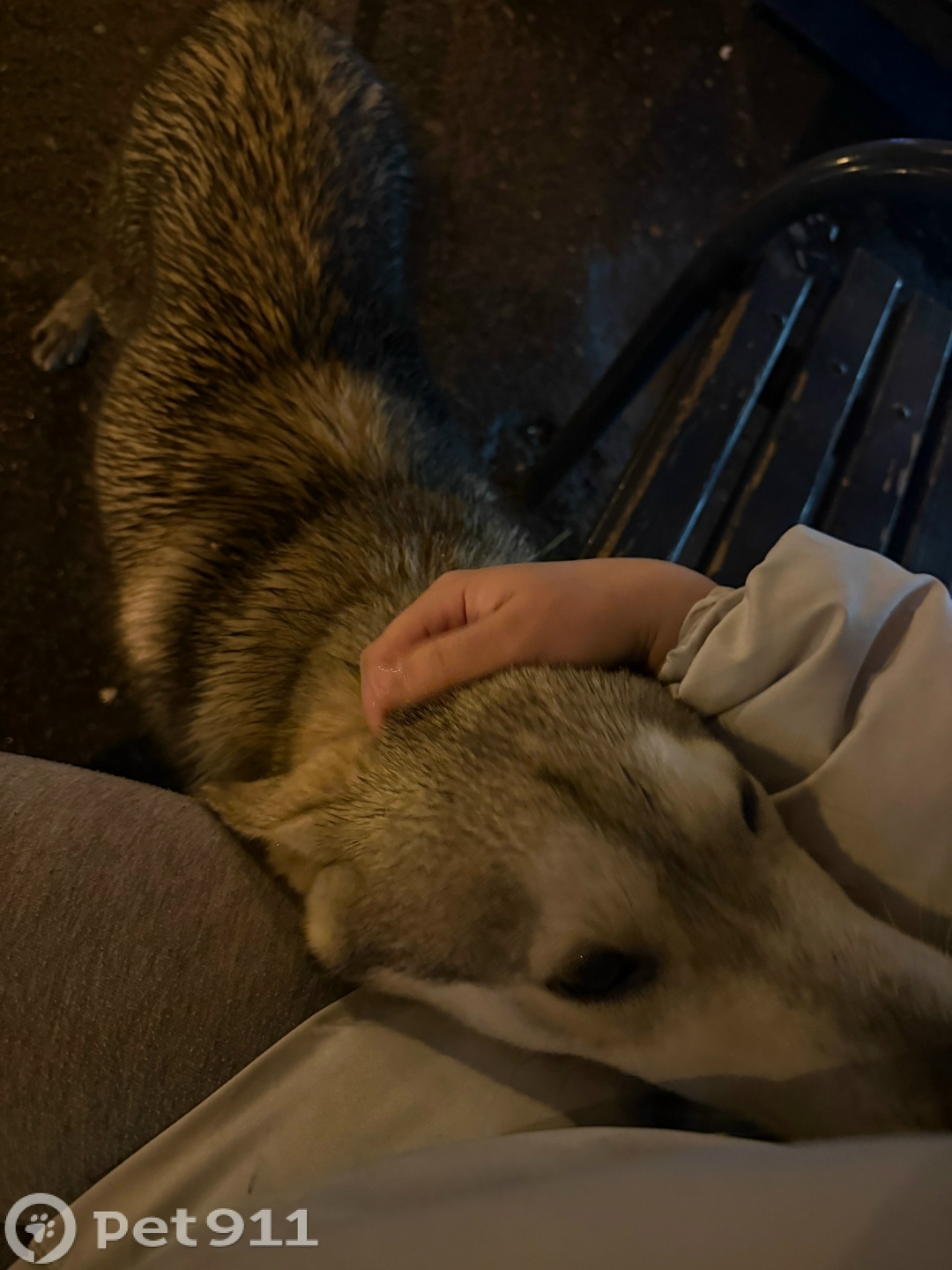 Найдена собака в Саранске — фото объявления