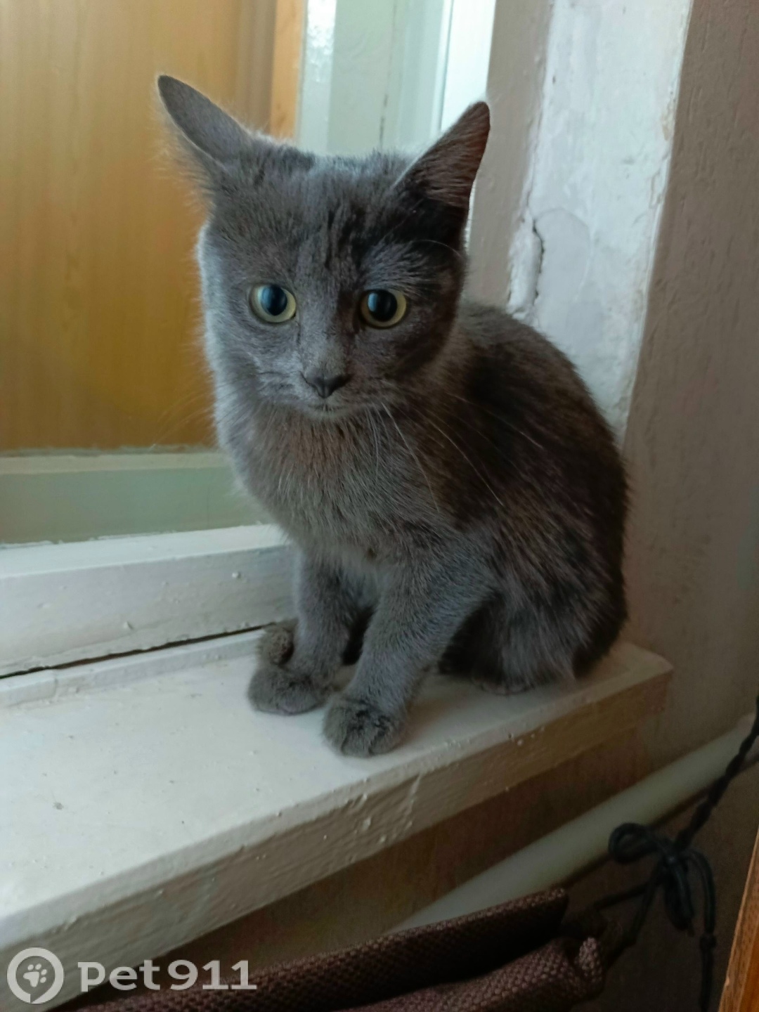 Найдена кошка в Саранске — фото объявления