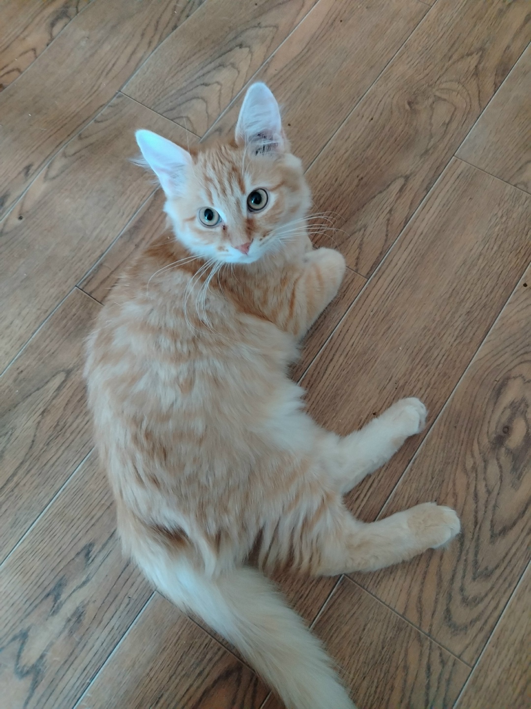 Пропала кошка в Саранске — фото объявления