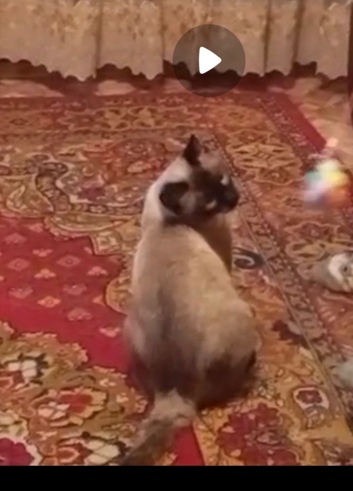 Пропала кошка в Саранске — фото объявления