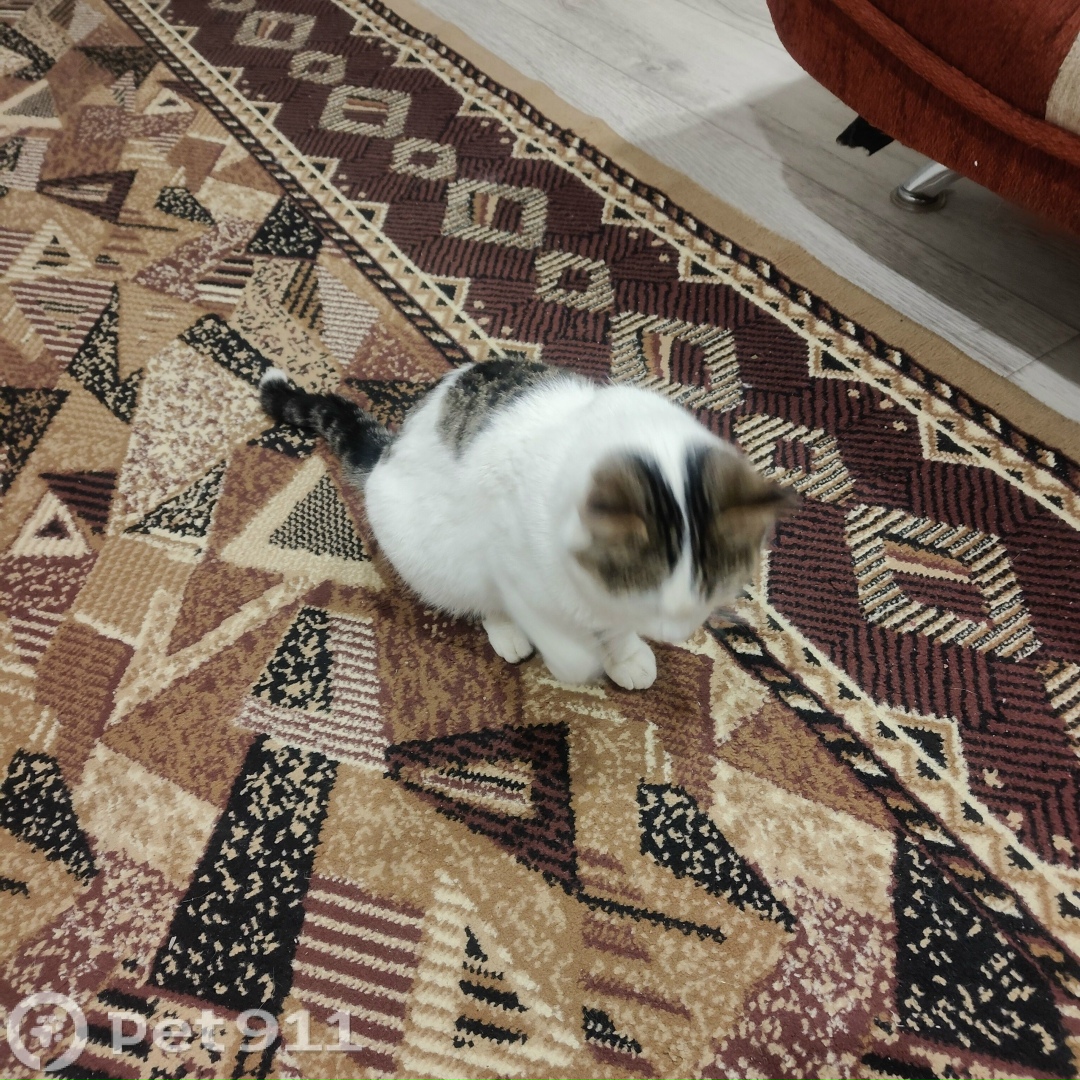 Найдена кошка в Саранске — фото объявления