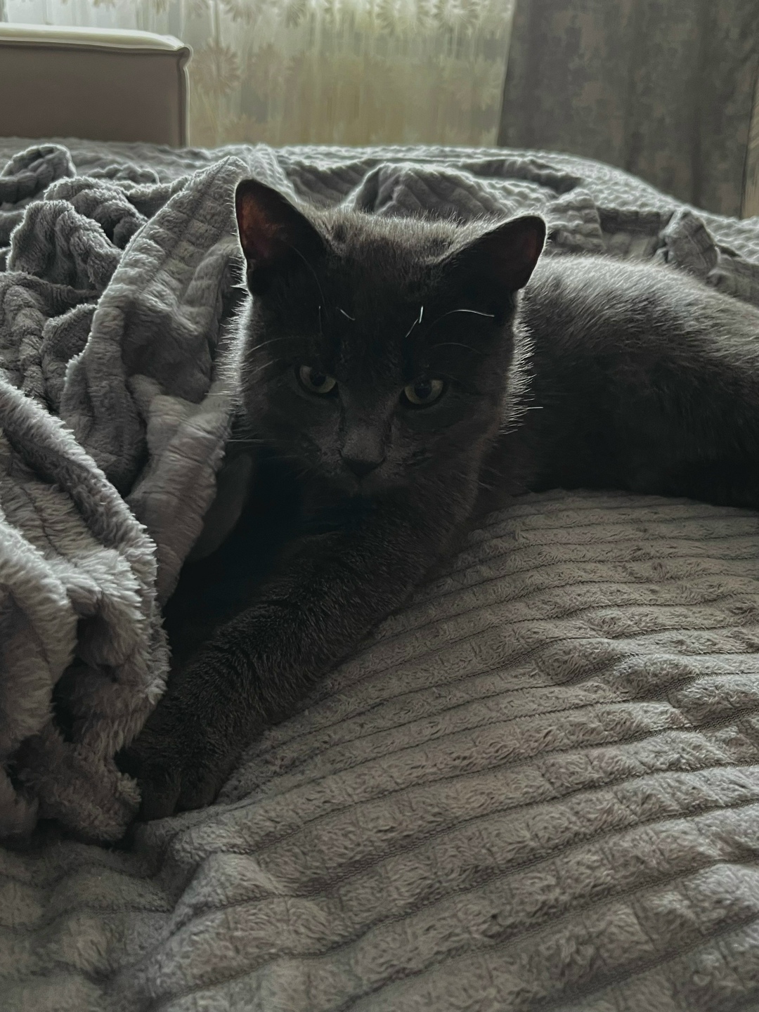 Найдена кошка в Саранске — фото объявления