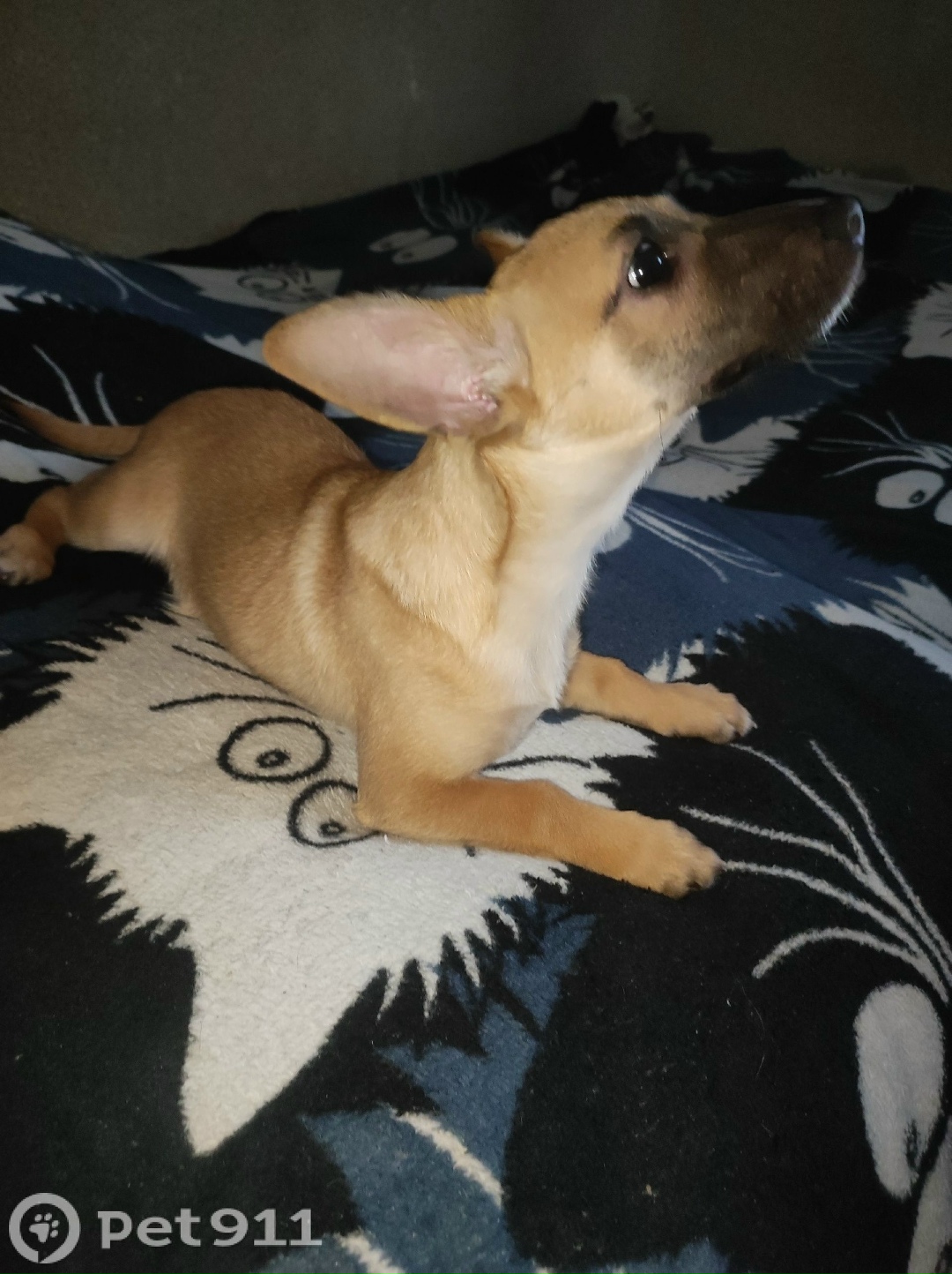 Найдена собака в Саранске — фото объявления