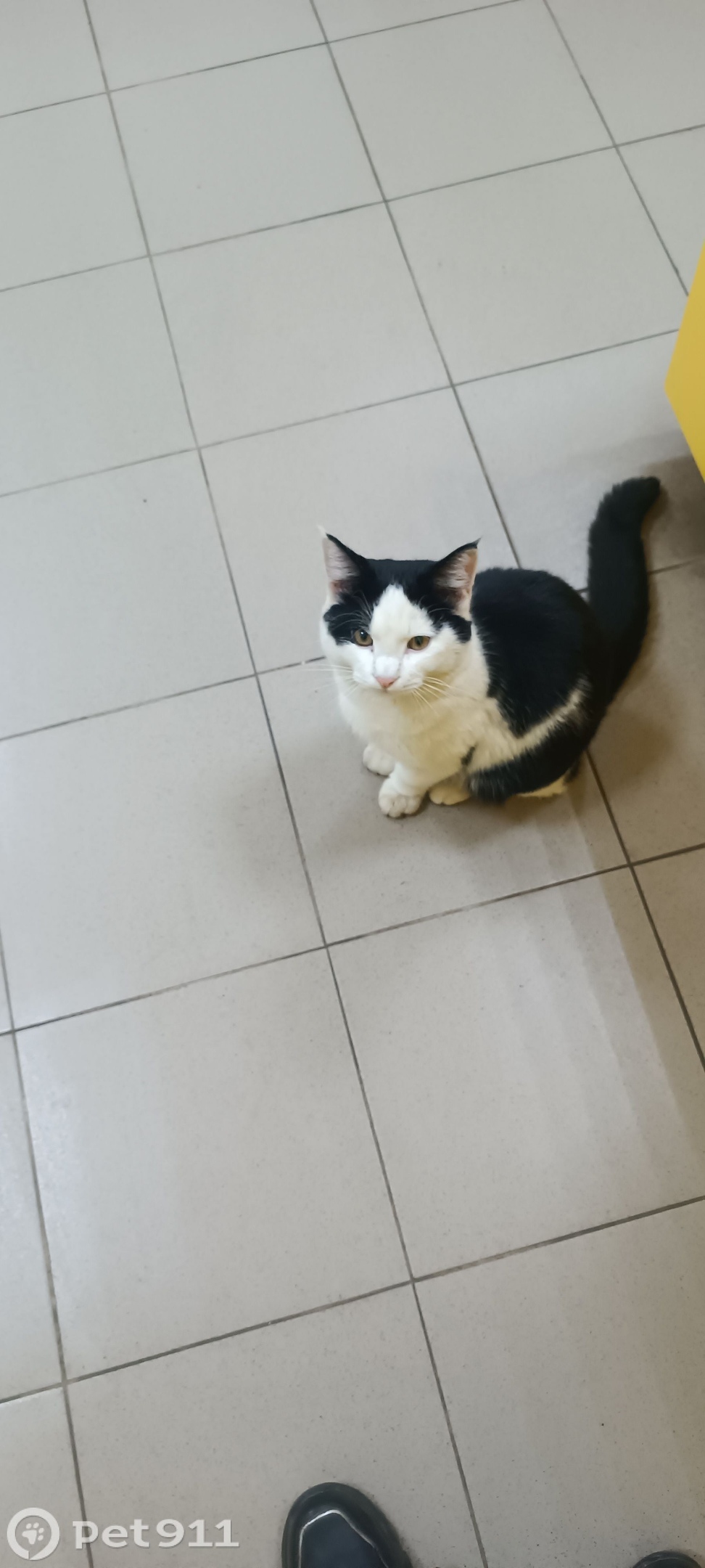 Найдена кошка в Саранске — фото объявления