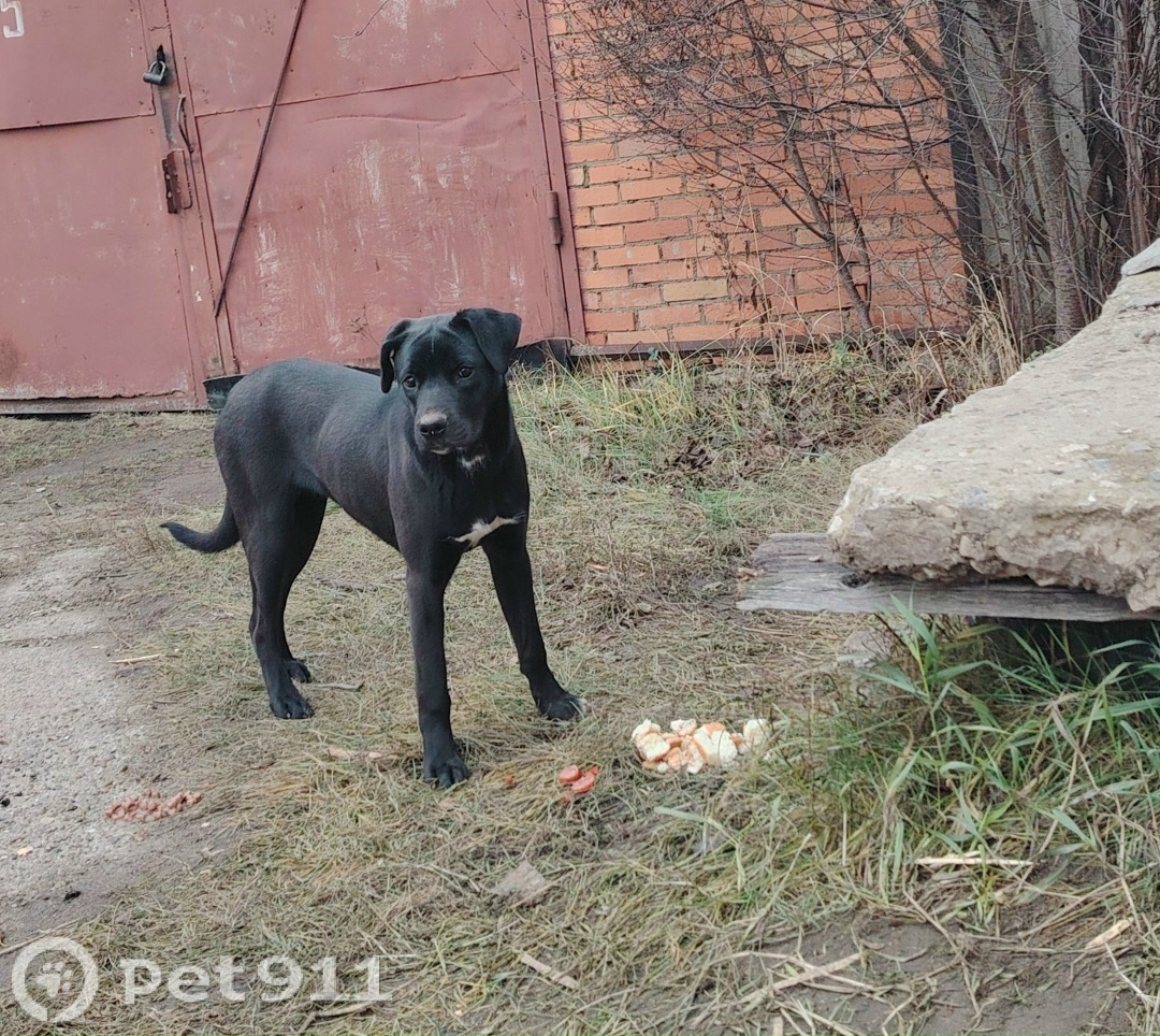Найдена собака в Саранске — фото объявления