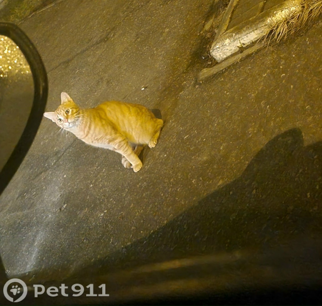 Найдена кошка в Саранске — фото объявления