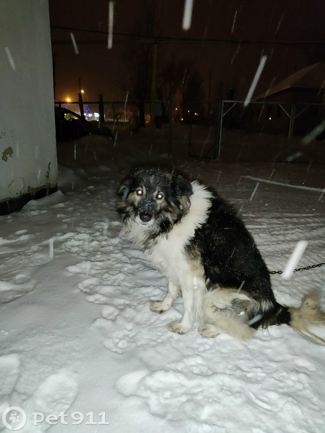 Пропала собака в Саранске — фото объявления