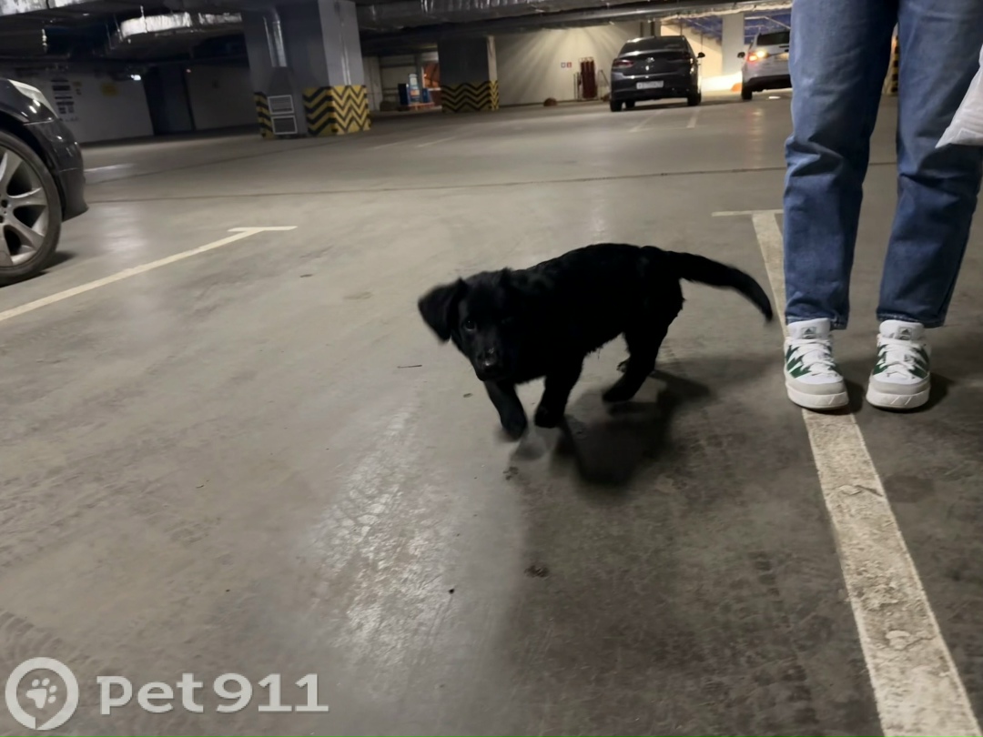 Найдена собака в Саранске — фото объявления