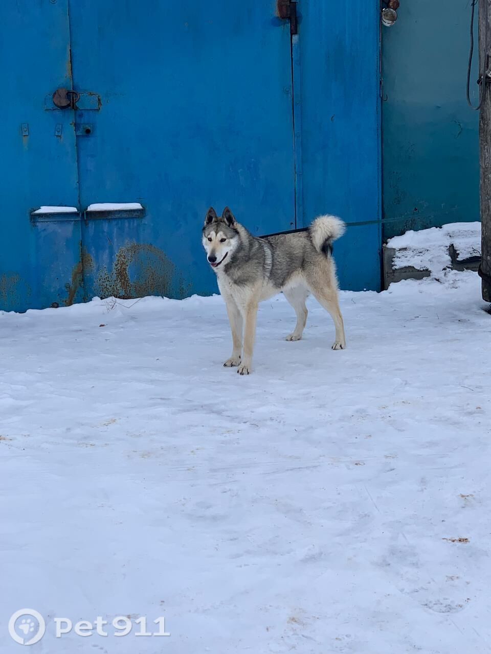 Пропала собака в Саранске — фото объявления