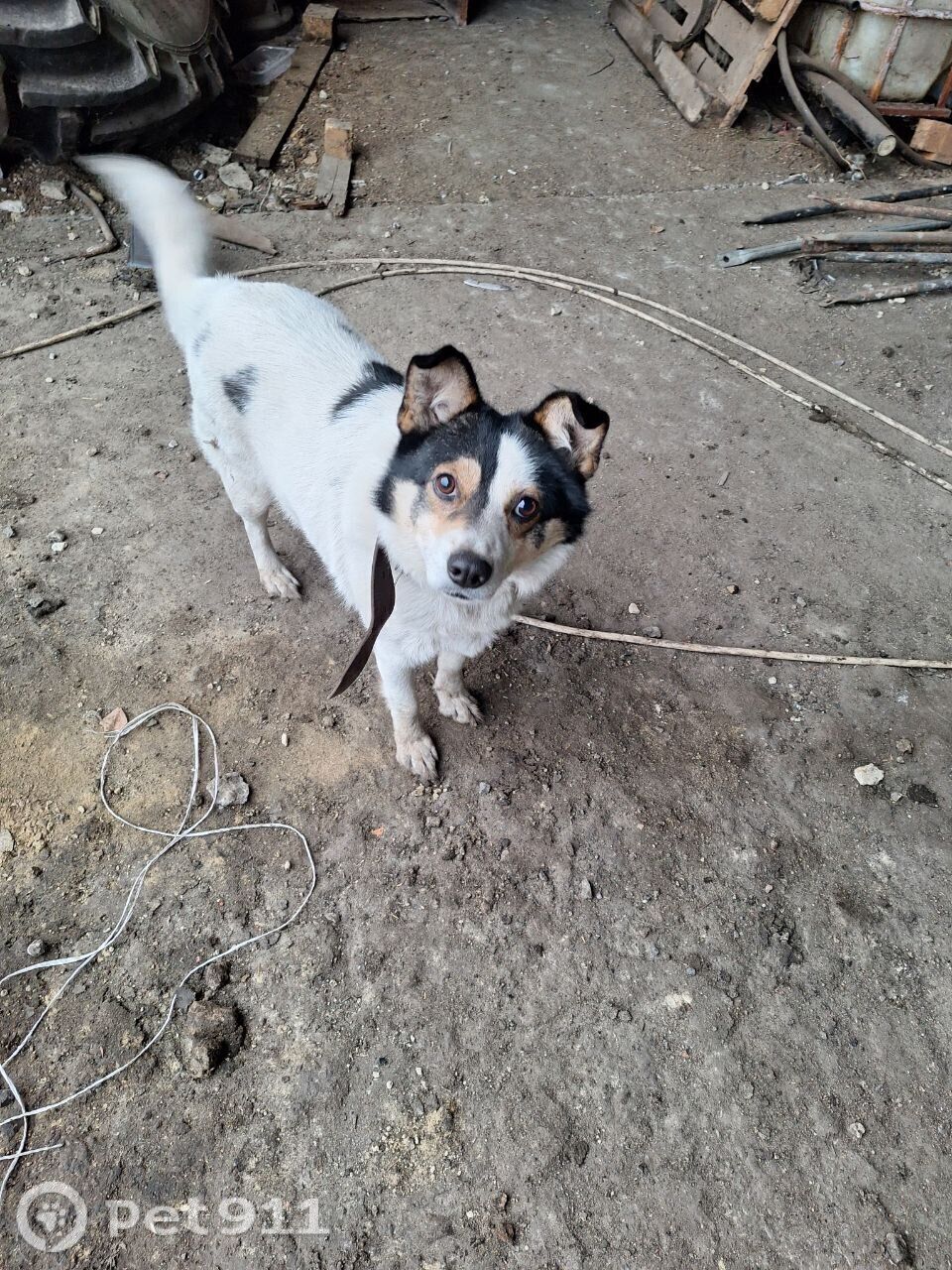 Найдена собака в Саранске — фото объявления