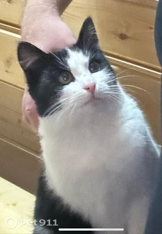 Пропала кошка в Саранске — фото объявления