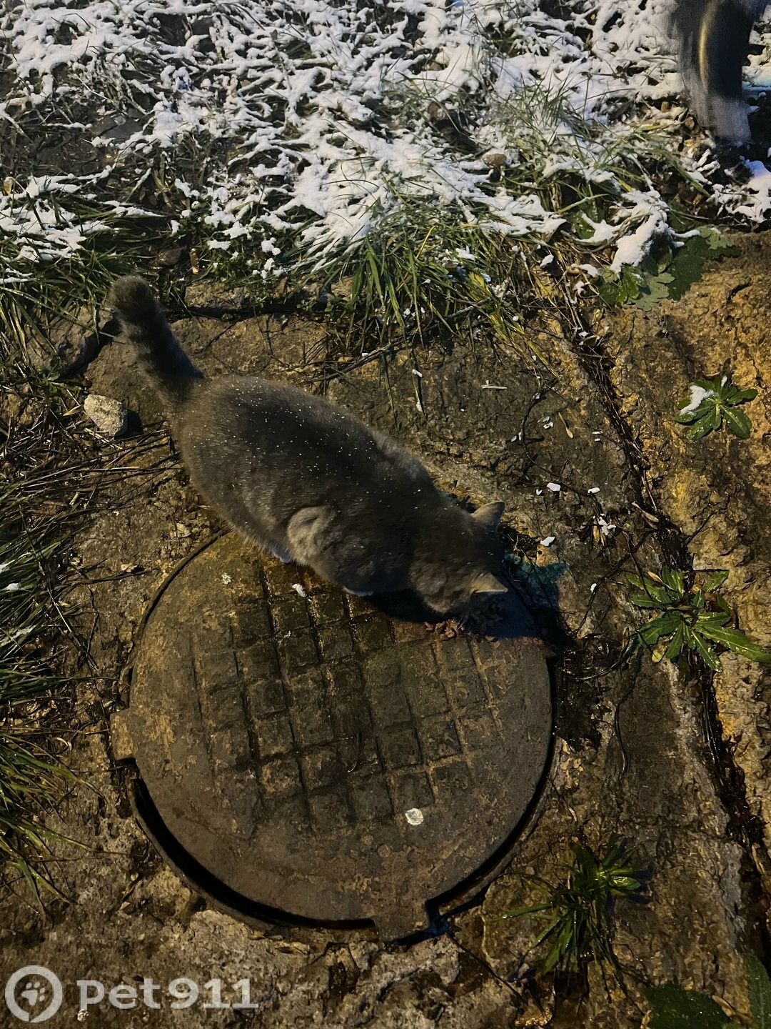 Найдена кошка в Саранске — фото объявления