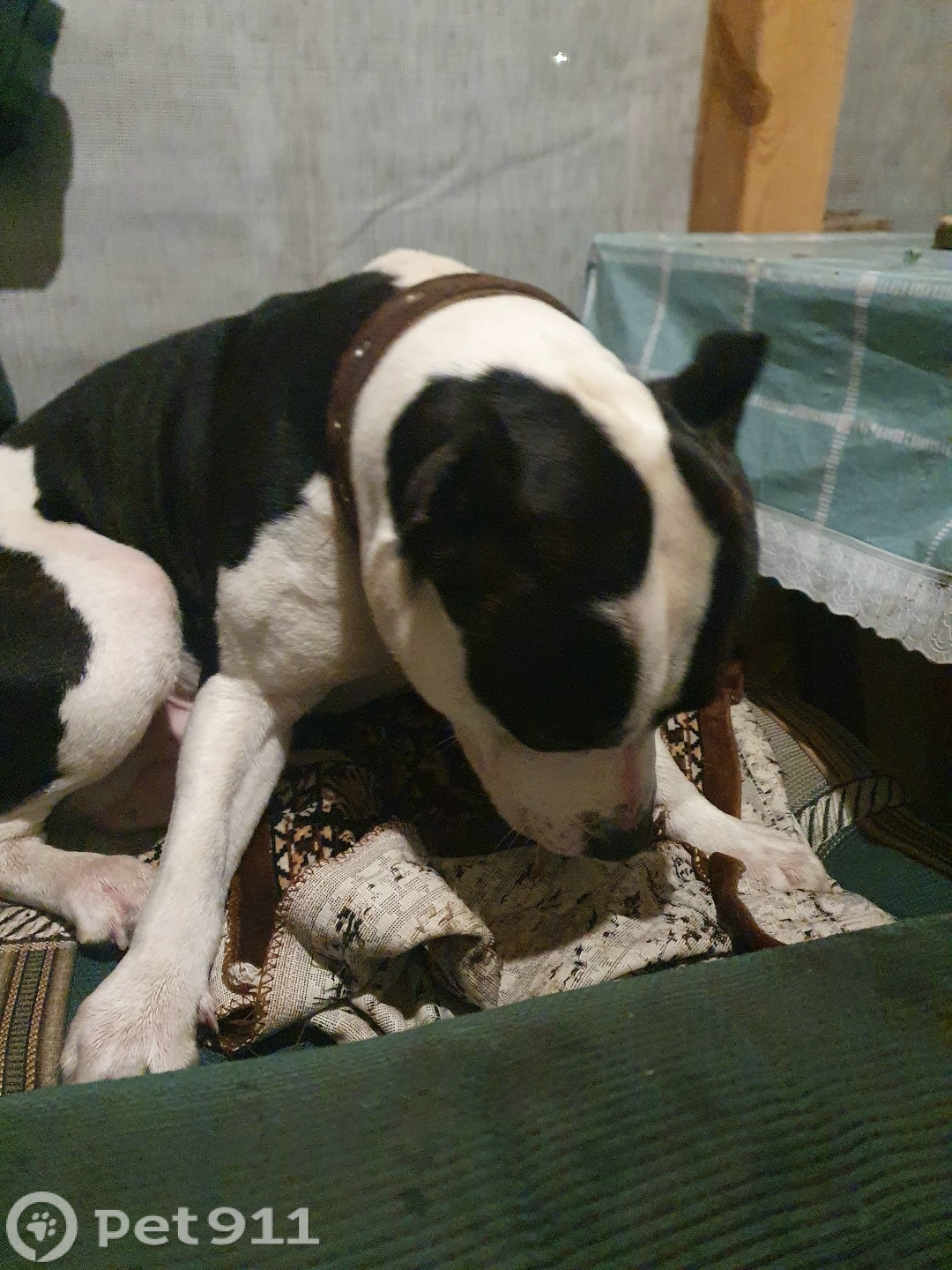 Найдена собака в Саранске — фото объявления