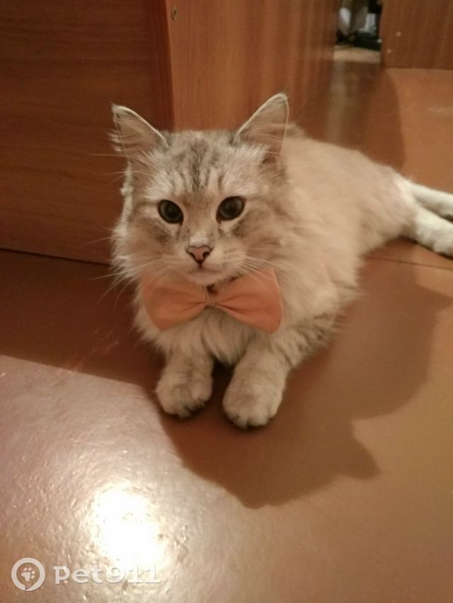 Пропала кошка в Саранске — фото объявления