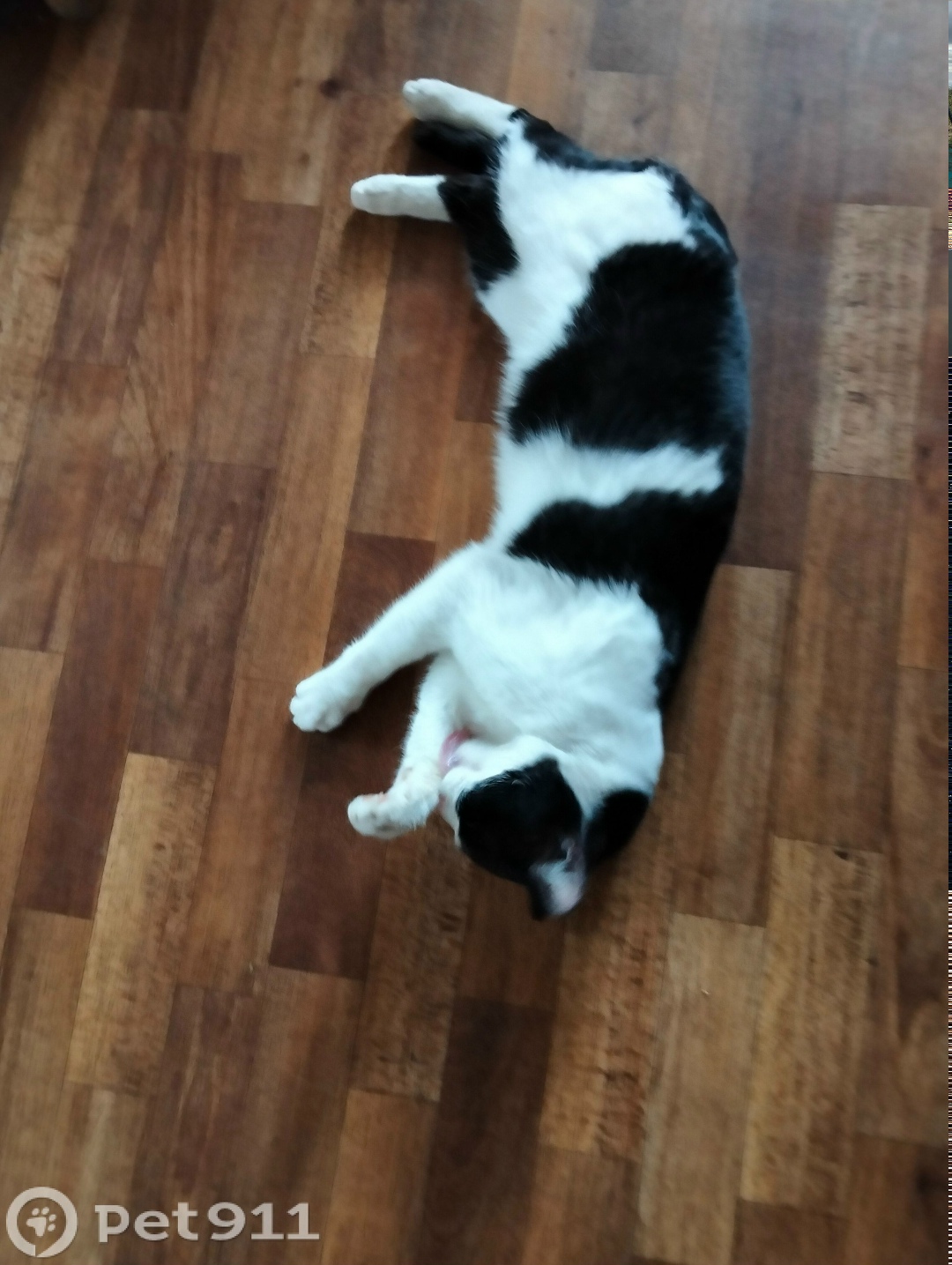 Найдена кошка в Саранске — фото объявления