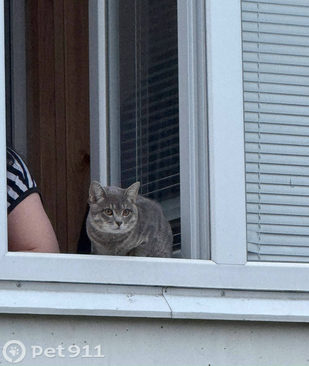 Пропала кошка в Саранске — фото объявления