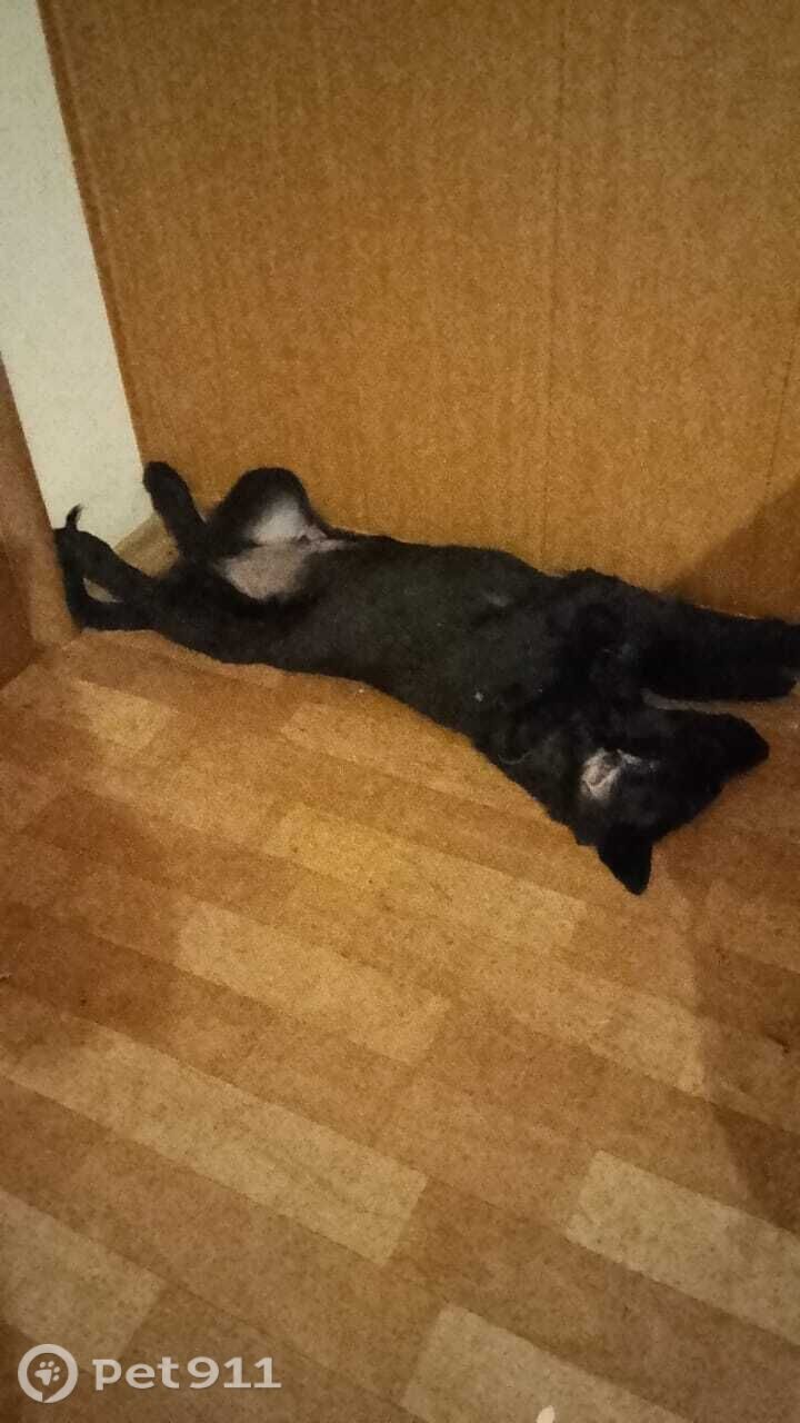 Пропала собака в Саранске — фото объявления