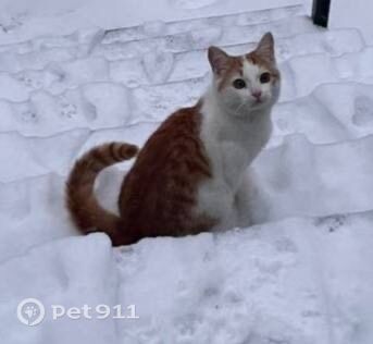 Пропала кошка в Саранске — фото объявления