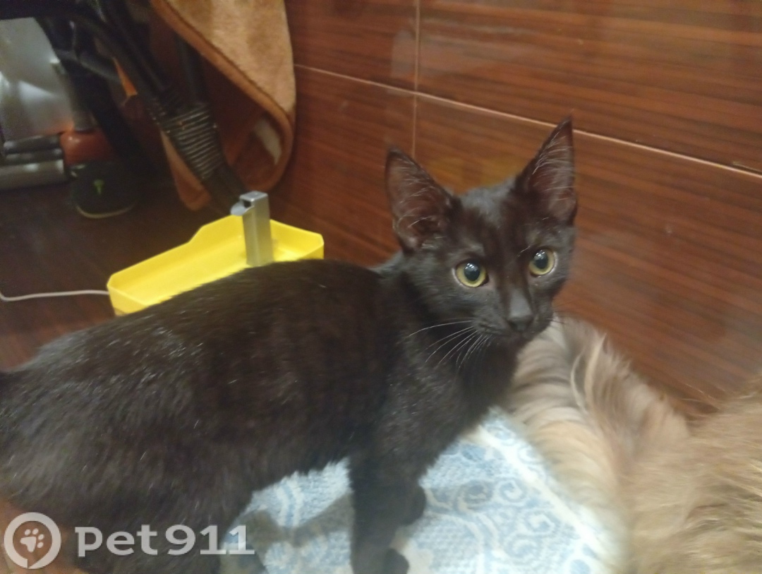 Найдена кошка в Саранске — фото объявления