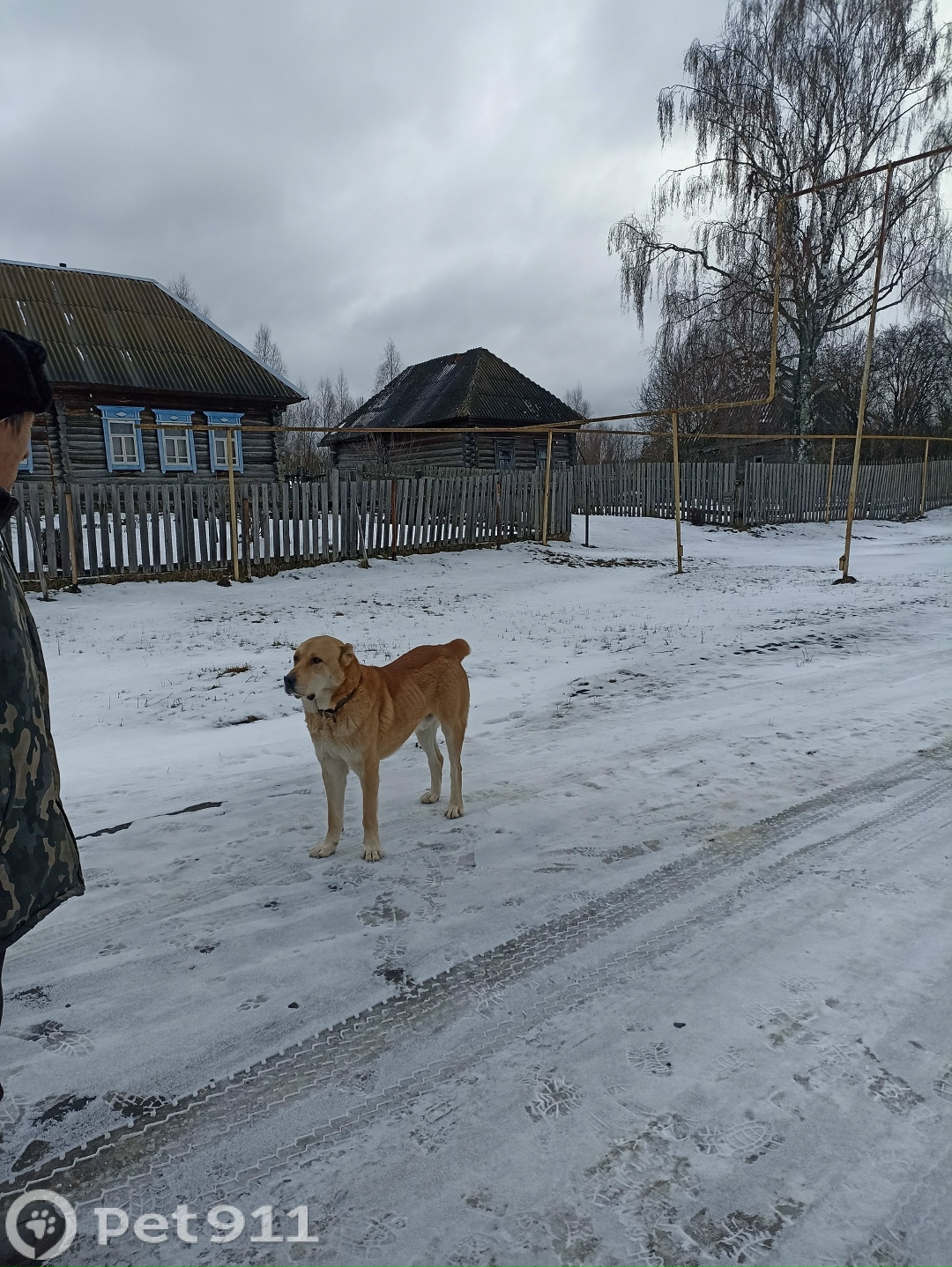 Найдена собака в Саранске — фото объявления