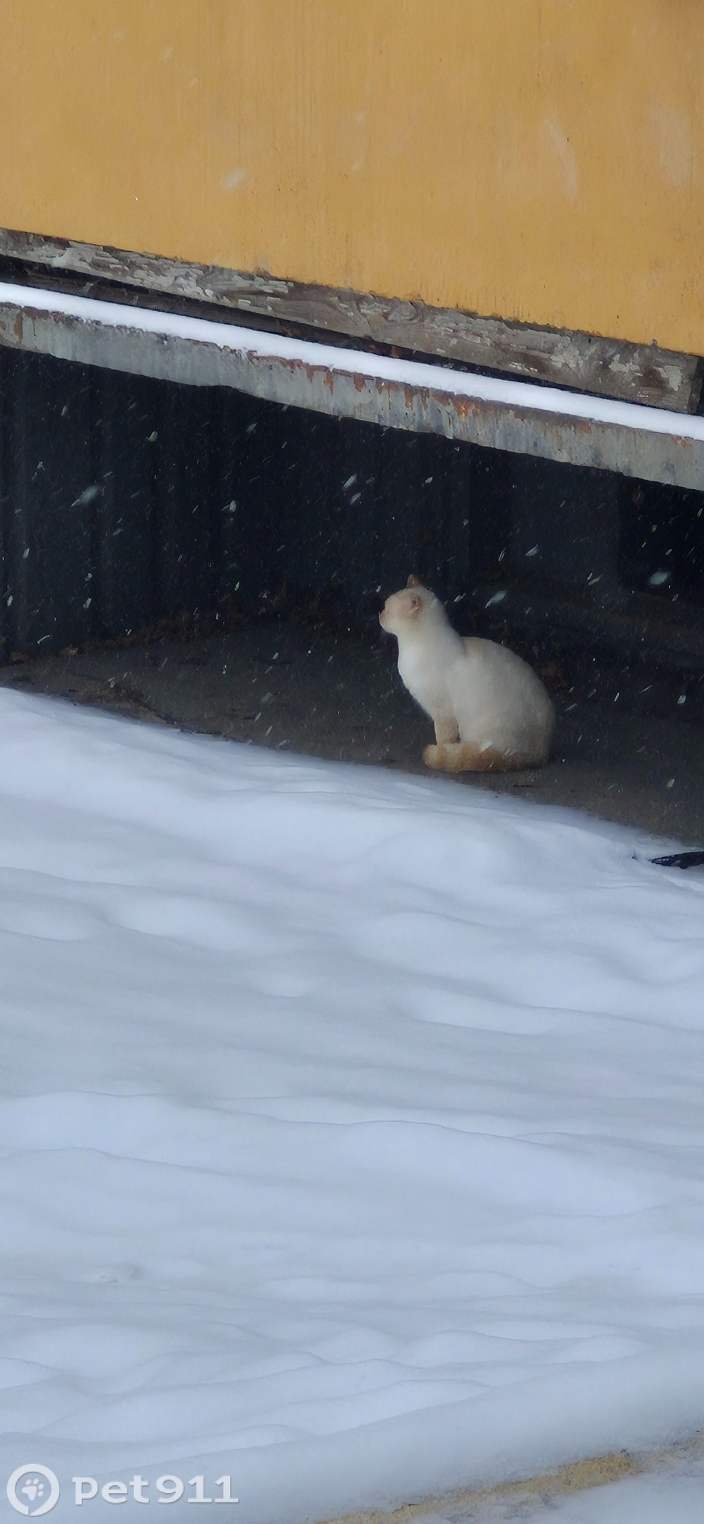 Найдена кошка в Саранске — фото объявления