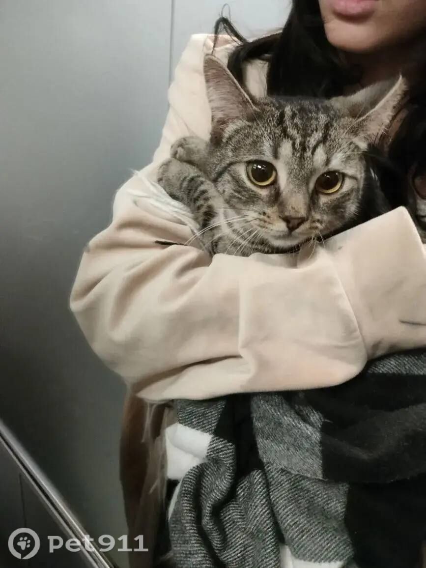 Найдена кошка в Саранске — фото объявления