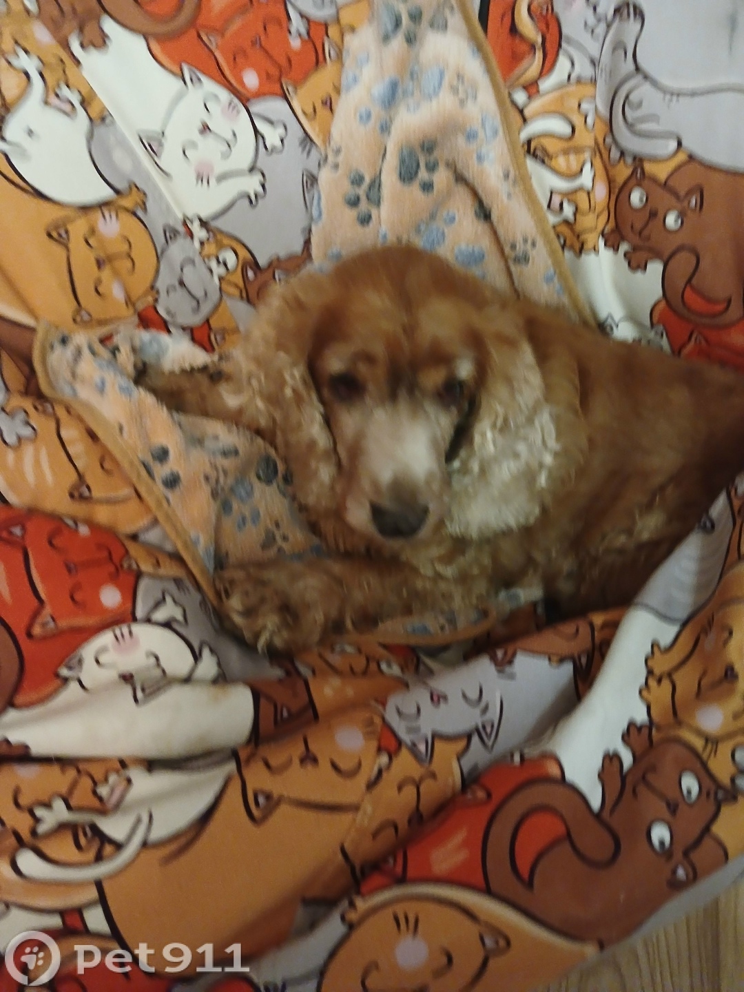 Найдена собака в Саранске — фото объявления