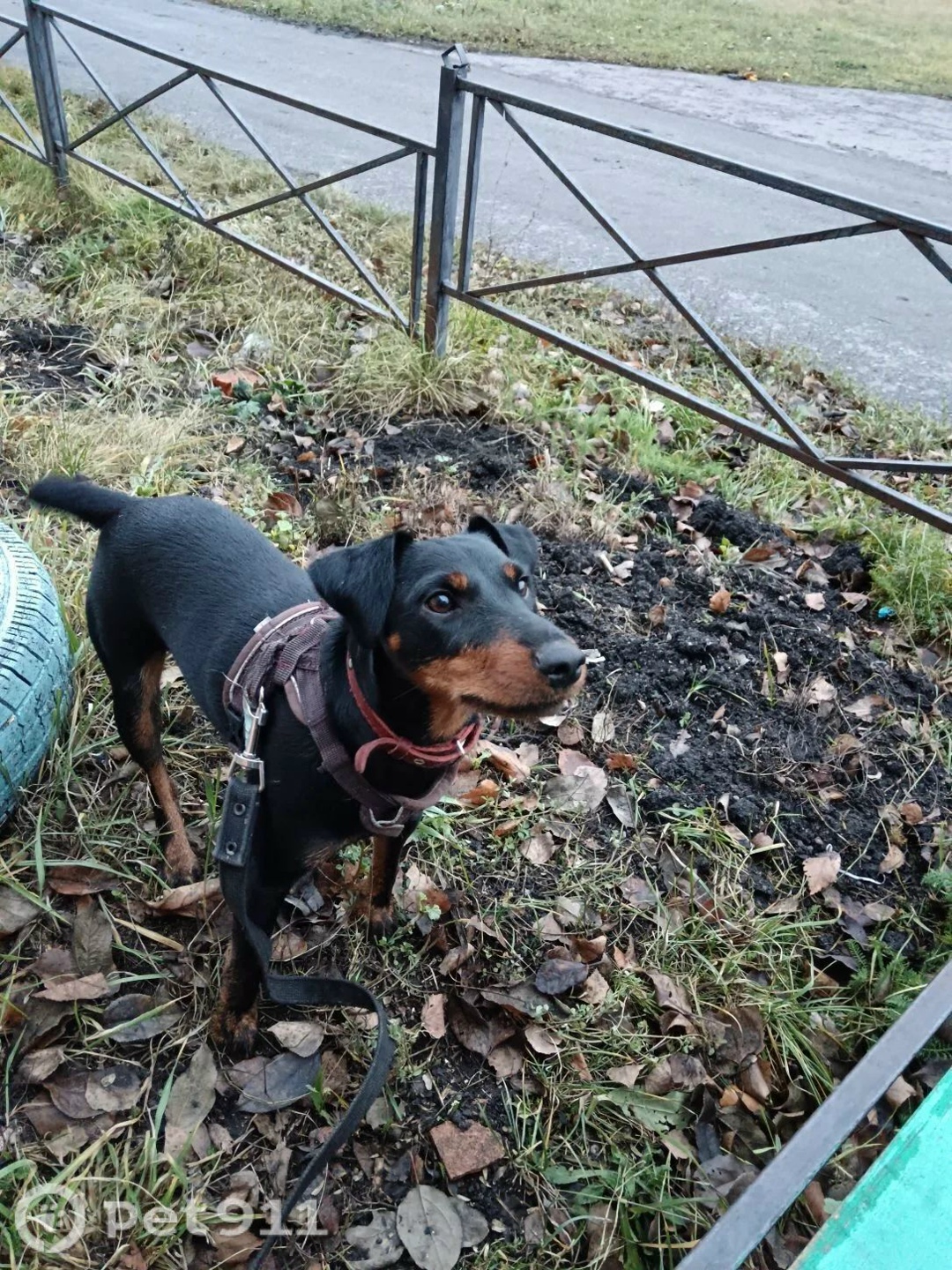 Пропала собака в Саранске — фото объявления