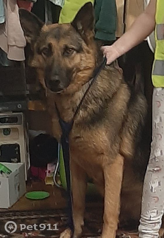 Пропала собака в Саранске — фото объявления