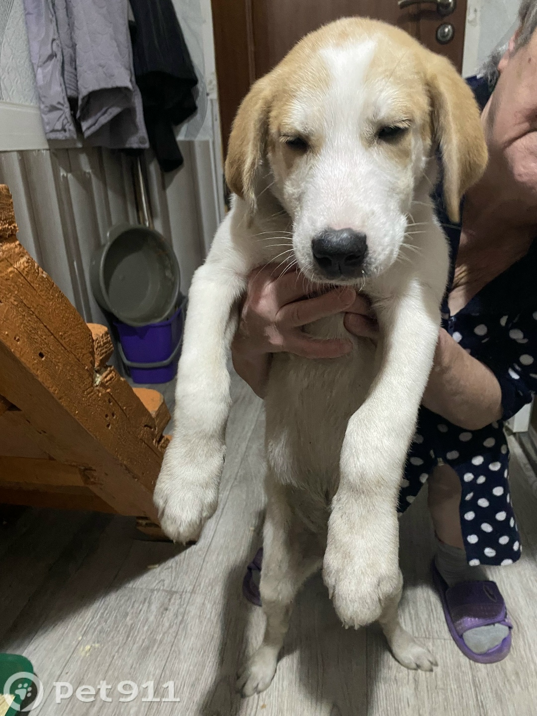 Найдена собака в Саранске — фото объявления