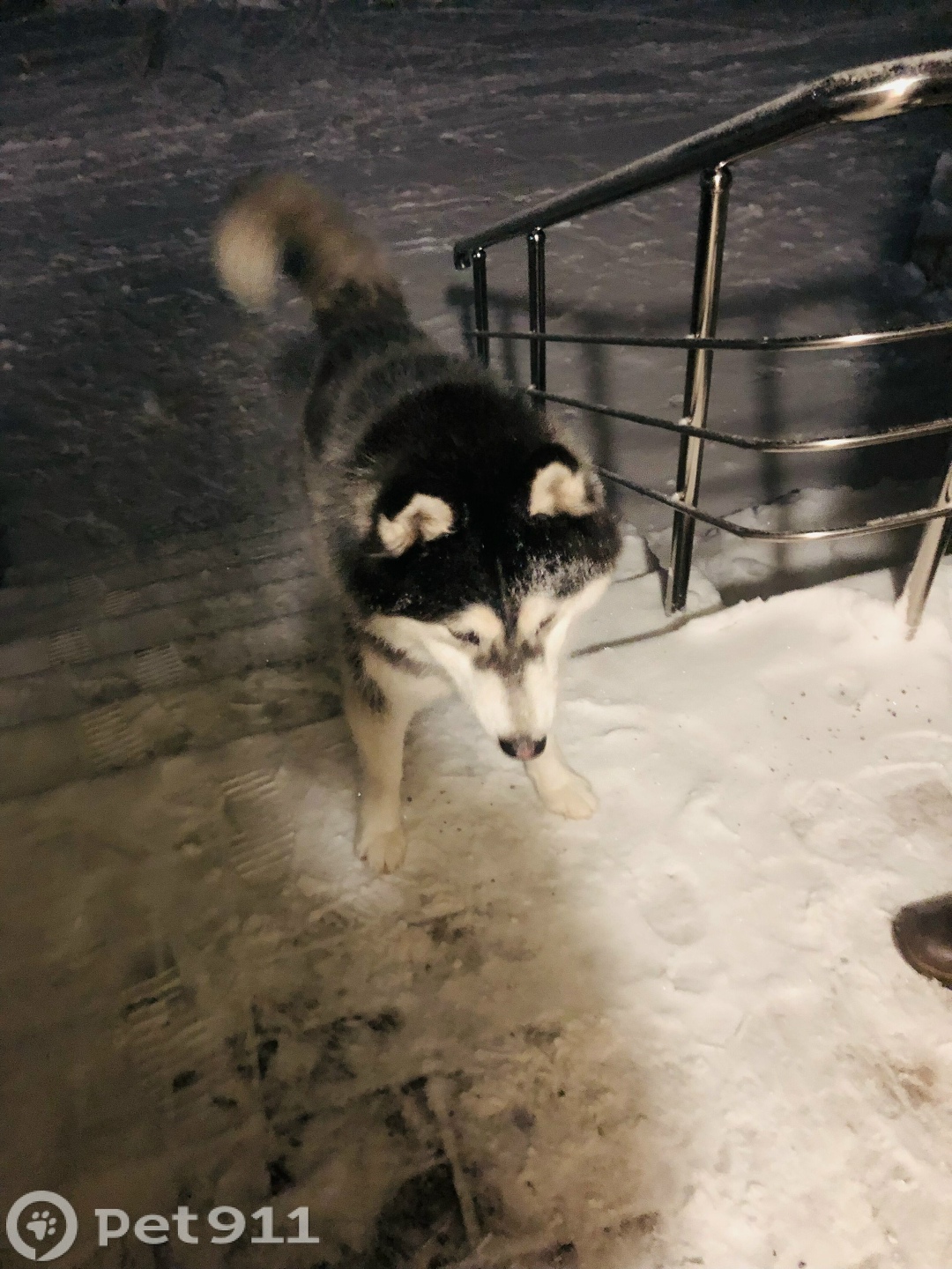 Найдена собака в Саранске — фото объявления