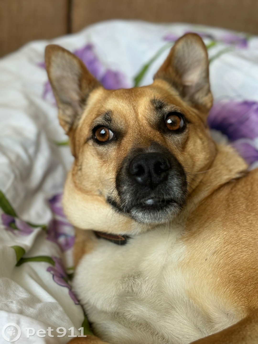 Пропала собака в Саранске — фото объявления