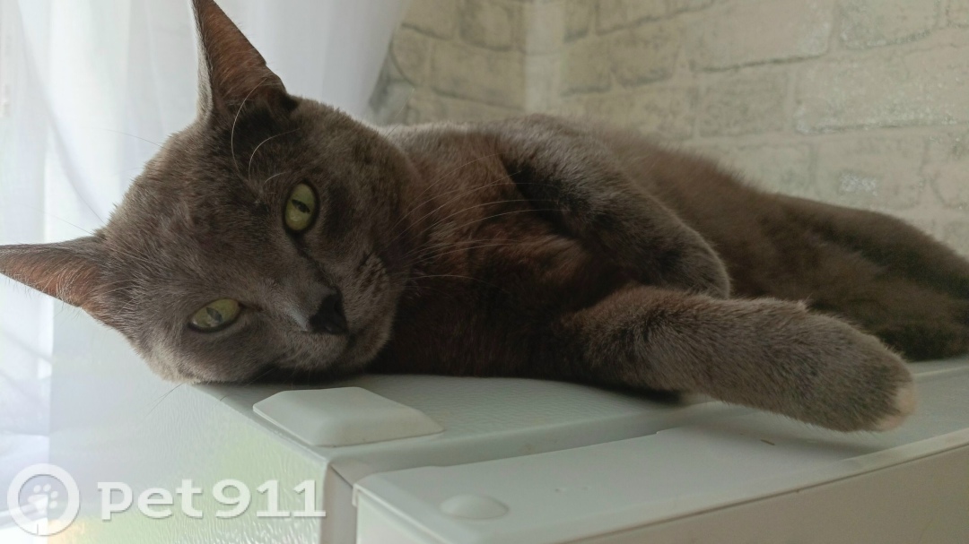 Пропала кошка в Саранске — фото объявления