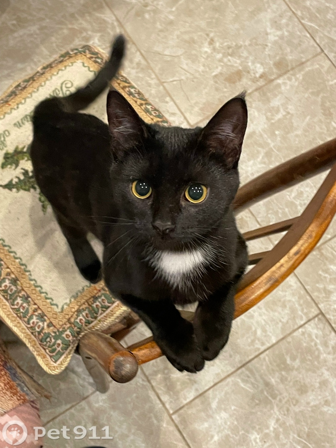 Пропала кошка в Саранске — фото объявления